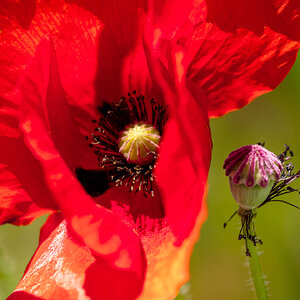 Mohnblume