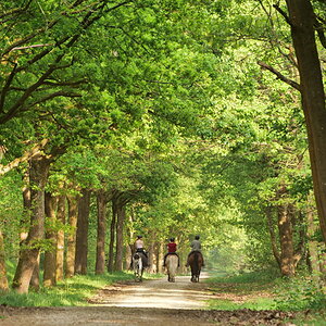 Im Waldtunnel.