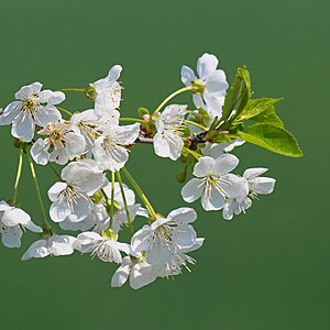Duftig