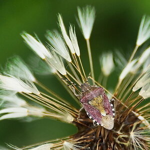 Beerenwanze auf lädierter Pusteblume.