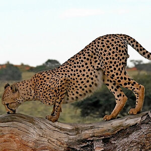 Cheetah Kiss