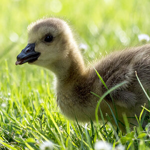 Eine Freche kleine Gans :-)