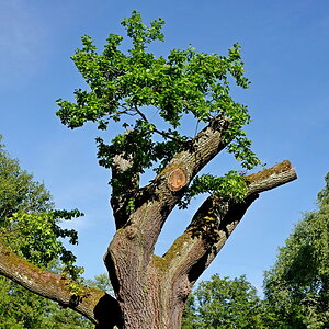 Der Baum im Mai