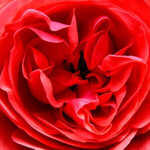 Rosenrot