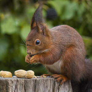 Knusper...knusper...