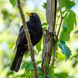 Amsel