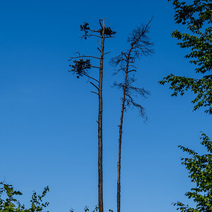 Waldsterben