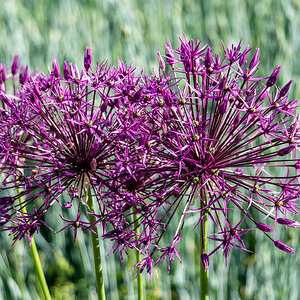 Kugeldistel