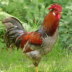 Stolzer Hahn.
