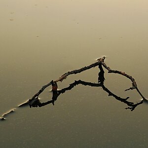 Spiegelung