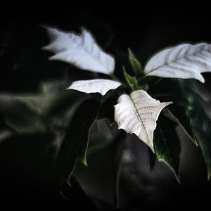 Blatt.