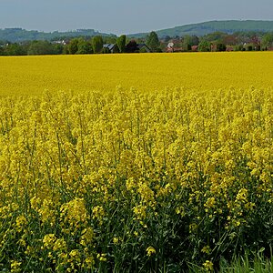 Blühende Aussichten