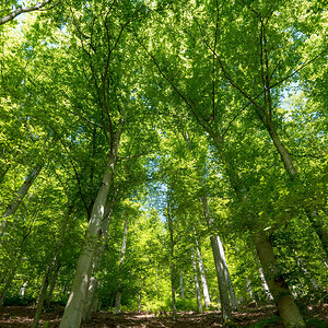 Frisches Grün