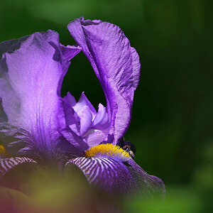 Bart-Iris