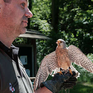 Klausi, der Turmfalke mit einem seiner Retter