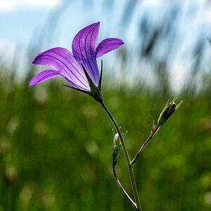 Wiesen-Glockenblume