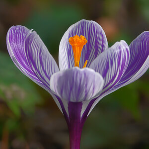 Krokus