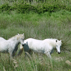 Pferde der Camargue