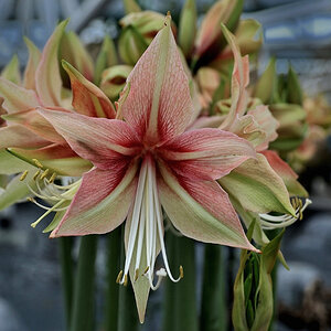 Amaryllis