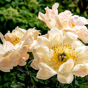 Pfingstrose in apricot