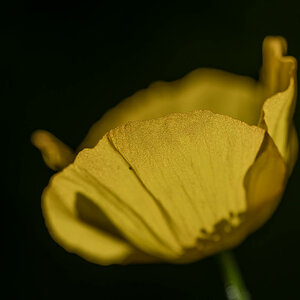 Gelber Mohn