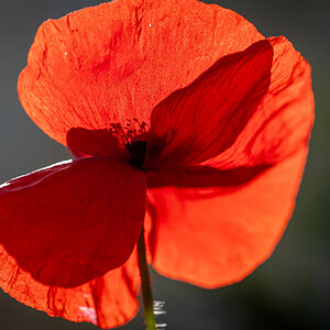 Roter Mohn