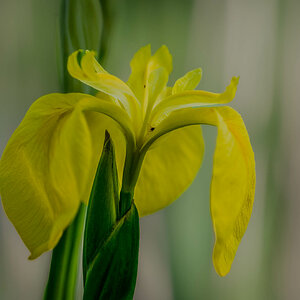Sumpfschwertlilie
