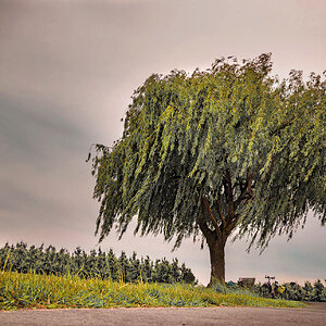 Baum - Mai 2025