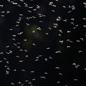 Mosquitos