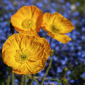Scheinmohn