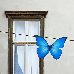 Der blaue Schmetterling.jpg