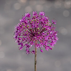 Allium rosenbachianum