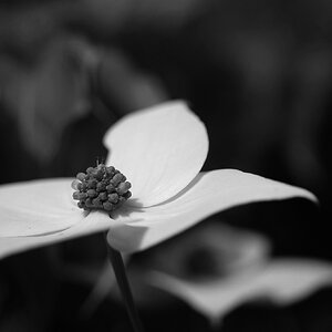 Cornus kousa