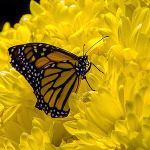 Monarch.jpg