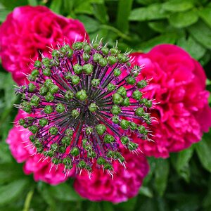 Allium aflatunense mit Pfingstrosen