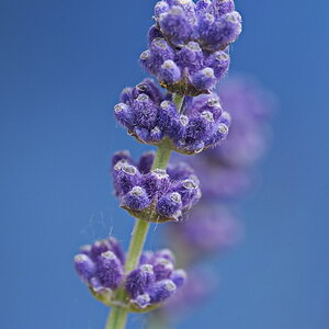 Lavendel