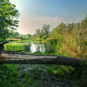 Lobau