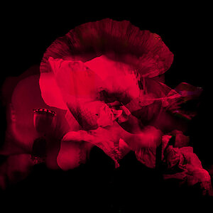 Mohn.... rot