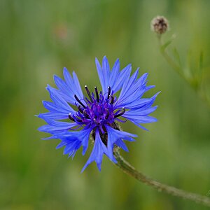 Bienenfreundlich