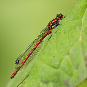 Frühe Adonislibelle (Pyrrhosoma nymphula), Männchen