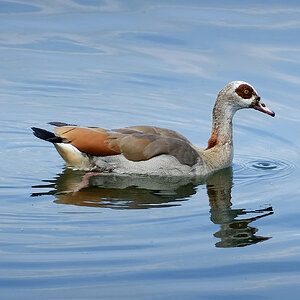 Nilgans