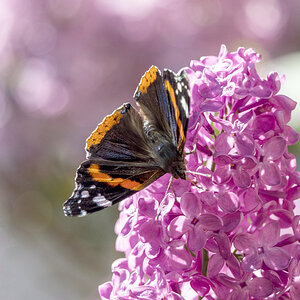 Admiral