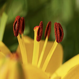 Lilienblüte