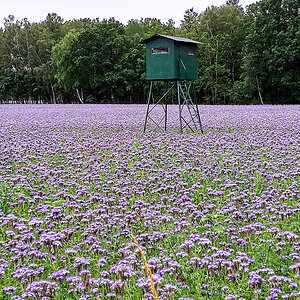 Bienenweide