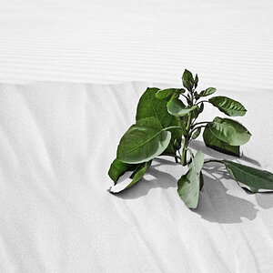 Leben im Sand