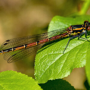 Adonislibelle