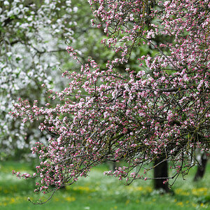 Äpfel und Birnen