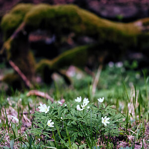 im Wald