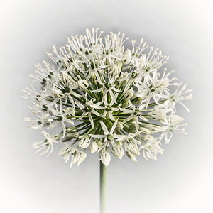 Allium
