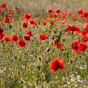 viel Mohn